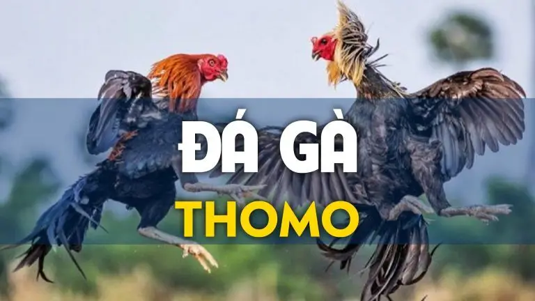 truc tiep da ga thomo 6633e7916439e